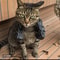 Cat Muscle Arm Pendant Pet Cat Fist Necklace Toy For Show Cats And Collectors 8