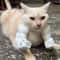 Cat Muscle Arm Pendant Pet Cat Fist Necklace Toy For Show Cats And Collectors 9