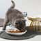 Whisker Friendly Ceramic Cat Bowl With Anti Tip Stand 9