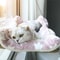 Sunny Window Hanging Cat Hammock Bed With Climbing Frame Support 4