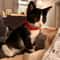 Adjustable Cat Collar With Bow Tie Engraveable Safety Buckle And Comfortable Fit 27