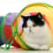 Collapsible Cat Tunnel Play Tube Interactive Indoor Outdoor Toy For Cats And Puppies 5