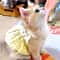 Summer Floral Pet Princess Dress Breathable Small Dog And Cat Skirt With Wreath Collar 5