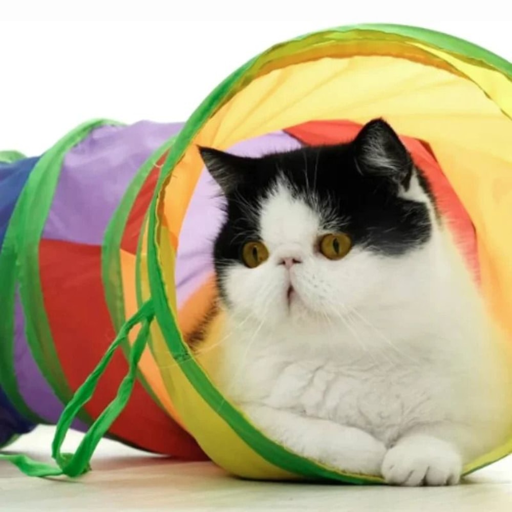 Collapsible Cat Tunnel Interactive Pet Play Tube For Indoor And Outdoor Exercise Training 19