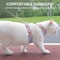 Breathable Pet Harness And Leash Set For Small Dogs And Cats 7