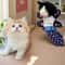 Interactive Cat Wrestling Puppet Plush Toy With Poseable Limbs For Indoor Play 5