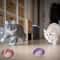 Interactive Cat Toy Balls With Stretchable Springs And Rolling Caged Rat Design 6