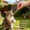 Natural Matatabi Silvervine Cat Sticks Teeth Cleaning Chew Toy Set 6 Pieces 3