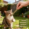 Natural Matatabi Silvervine Cat Sticks Teeth Cleaning Chew Toy Set 6 Pieces 3
