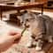 Natural Matatabi Silvervine Cat Sticks Teeth Cleaning Chew Toy Set 6 Pieces 4