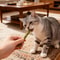 Natural Matatabi Silvervine Cat Sticks Teeth Cleaning Chew Toy Set 6 Pieces 4