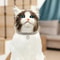Elastic Rhinestone Pet Collar Three Row Decorative Necklace For Cats And Small Dogs 6