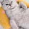 Ultra Soft Cat Calming Pillow Fluffy Half Donut Cuddler Toy For Comfortable Pet Sleep 8