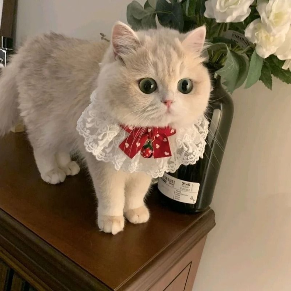 Princess Style Cat Collar Lace Ribbon Bowtie Necklace With Bell For Cats And Small Dogs 4