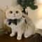 Princess Style Cat Collar Lace Ribbon Bowtie Necklace With Bell For Cats And Small Dogs 9