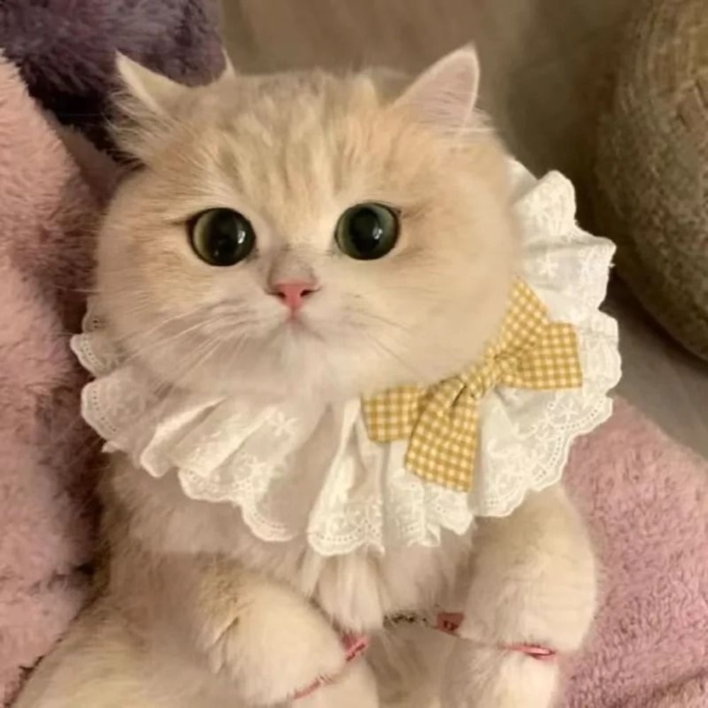 Princess Style Cat Collar Lace Ribbon Bowtie Necklace With Bell For Cats And Small Dogs 5