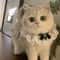 Princess Style Cat Collar Lace Ribbon Bowtie Necklace With Bell For Cats And Small Dogs 1