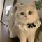 Princess Style Cat Collar Lace Ribbon Bowtie Necklace With Bell For Cats And Small Dogs 1