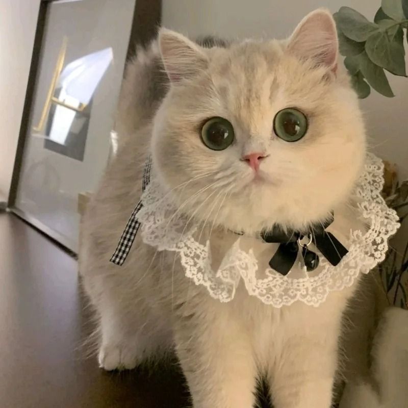 Princess Style Cat Collar Lace Ribbon Bowtie Necklace With Bell For Cats And Small Dogs 1