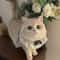 Princess Style Cat Collar Lace Ribbon Bowtie Necklace With Bell For Cats And Small Dogs 6