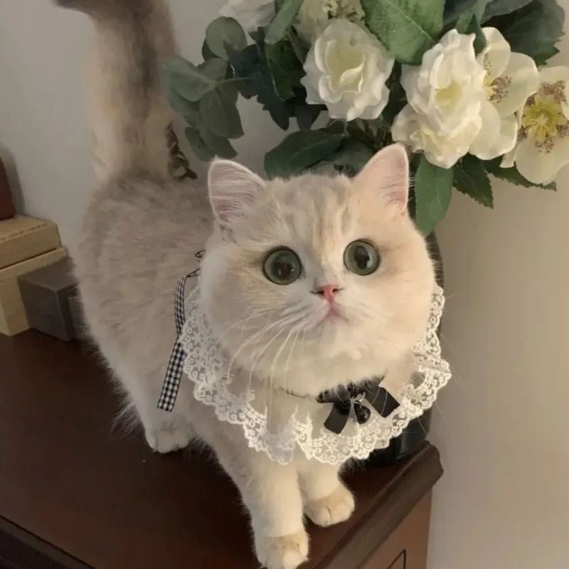 Princess Style Cat Collar Lace Ribbon Bowtie Necklace With Bell For Cats And Small Dogs 6