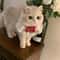 Princess Style Cat Collar Lace Ribbon Bowtie Necklace With Bell For Cats And Small Dogs 8