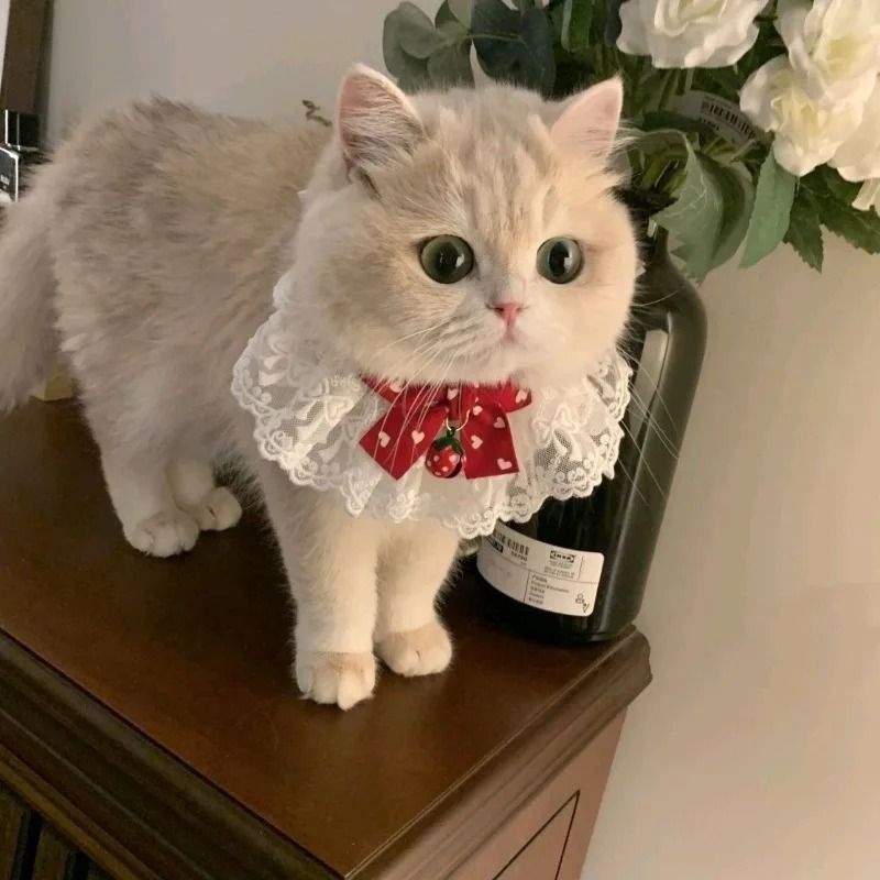 Princess Style Cat Collar Lace Ribbon Bowtie Necklace With Bell For Cats And Small Dogs 8