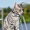 Personalized Pet ID Tags Cute Cat Face Engraved Collar Pendant For Cats And Dogs 3