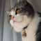 Personalized Pet ID Tags Cute Cat Face Engraved Collar Pendant For Cats And Dogs 9