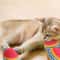 Rainbow EVA Cat Toy Balls For Interactive Play And Training 4