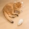 Wind Up Plush Mouse Cat Toy For Interactive Chase Play 1