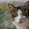 Transparent Cat Safety Net For Balcony And Stairs 7