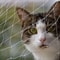 Transparent Cat Safety Net For Balcony And Stairs 7