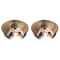 Foldable Magic Organ Cat Scratching Board With Ball Track For Claw Grinding Play 3