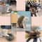 Foldable Magic Organ Cat Scratching Board With Ball Track For Claw Grinding Play 4