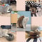 Foldable Magic Organ Cat Scratching Board With Ball Track For Claw Grinding Play 4