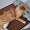 Natural Rattan Cat Cooling Mat For Summer Rest 15