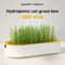 Hydroponic Cat Grass Kit For Indoor Cats 0