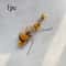 Plush Insect Cat Toy Replacement Heads For Interactive Wand Teaser Play 4