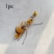 Plush Insect Cat Toy Replacement Heads For Interactive Wand Teaser Play 4