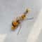 Plush Insect Cat Toy Replacement Heads For Interactive Wand Teaser Play 9