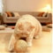 Sisal Cat Scratching Ball Toy With Sound For Kittens 9