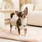 Adjustable Pearl Cat Collar Necklace For Kittens 16