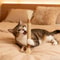 Cat Teeth Cleaning Chew Stick Toy With Cat Mint And Rope 5