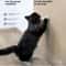 Self Adhesive Cat Scratching Mat Furniture Protector 7