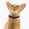 Lightweight Stretch Safety Cat Collar For Kittens Small Cats Puppies And Everyday Pet Comfort Wear 15