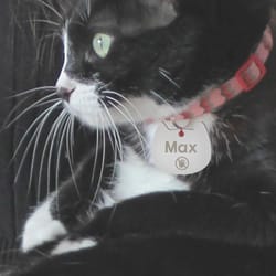 custom cat face pet id tag stainless steel engraved name plate for dogs cats