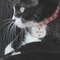 Custom Cat Face Pet ID Tag Stainless Steel Engraved Name Plate For Dogs Cats 0