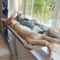 Hanging Cat Hammock Window Seat Bed With Climbing Frame For Sunny Indoor Lounging 8