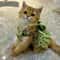 Romantic Floral Pet Summer Dress For Dogs Cats Birthday Wedding Party Outfit 8
